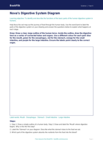 Free Animals Including Humans Drawing Sheet | Year 4 | Science | BookFlik