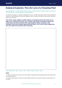 Free Plants Drawing Sheet | Year 4 Greater Depth | BookFlik