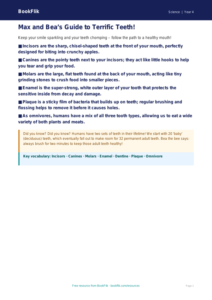 Free Teeth Poster | Year 4 Core | BookFlik