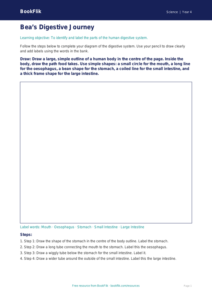 Free Digestion Drawing Sheet | Year 4 Supported | BookFlik