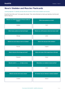 Free Skeleton And Muscles Flashcards | Year 4 Supported | BookFlik