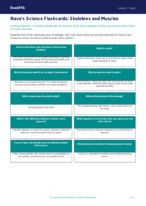 Free Skeleton And Muscles Flashcards | Year 5 Core | BookFlik