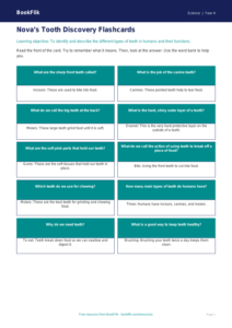 Free Teeth Flashcards | Year 4 Supported | BookFlik