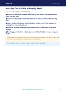 Free Teeth Poster | Year 4 Supported | BookFlik