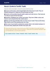 Free Teeth Poster | Year 5 Core | BookFlik