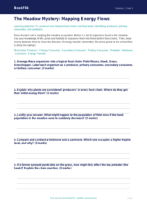 Free Food Chains Activity Sheet | Year 5 Greater Depth | BookFlik