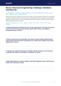 Free Skeleton And Muscles Activity Sheet | Year 5 Greater Depth | BookFlik