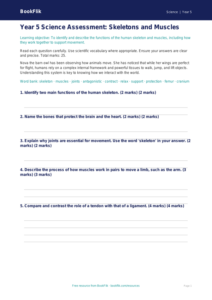 Free Skeleton And Muscles Assessment | Year 5 Greater Depth | BookFlik
