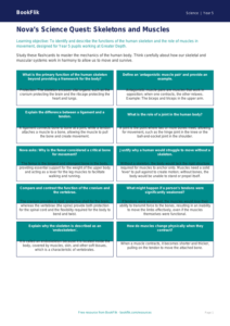 Free Skeleton And Muscles Flashcards | Year 5 Greater Depth | BookFlik