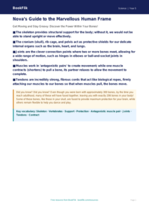 Free Skeleton And Muscles Poster | Year 5 Greater Depth | BookFlik