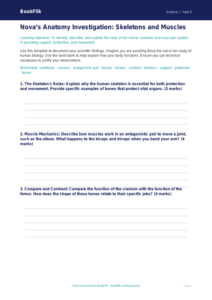 Free Skeleton And Muscles Template | Year 5 Greater Depth | BookFlik
