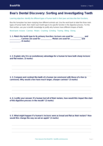 Free Teeth Activity Sheet | Year 5 Greater Depth | BookFlik