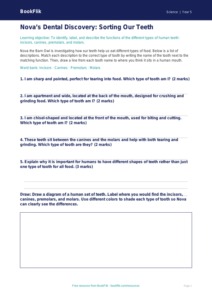Free Teeth Activity Sheet | Grade 4 | Science | BookFlik