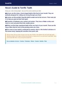 Free Teeth Poster | Grade 4 | Science | BookFlik