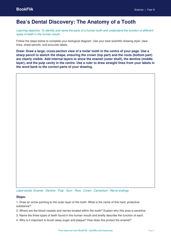 Free Teeth Drawing Sheet | Year 6 | Science | BookFlik worksheet preview — Science Teeth