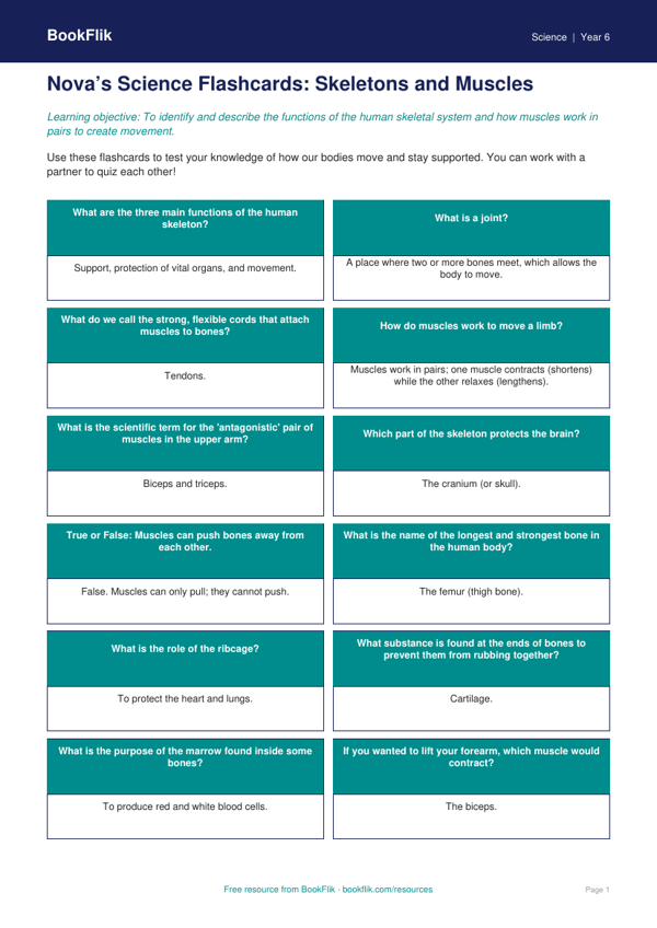 Free Skeleton And Muscles Flashcards | Class 6 | Science | BookFlik