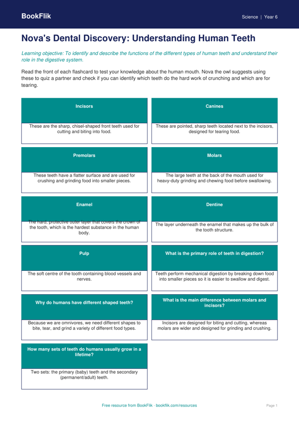Free Teeth Flashcards | Class 6 | Science | BookFlik worksheet preview — Science Teeth