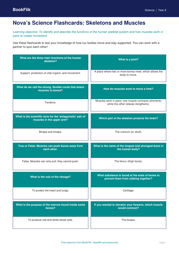Free Skeleton And Muscles Flashcards | Grade 5 | Science | BookFlik